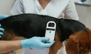 Tierarzt chippt Hund. Ein Scanner wird über das Fell gehalten, um die Identifikationsnummer zu lesen.