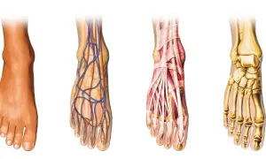 Anatomia stopy: skóra, naczynia krwionośne, mięśnie i kości.