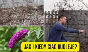 Jak przycinać budleję? Sekrety obfitego kwitnienia i zdrowia