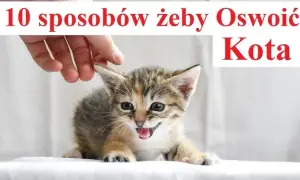 Jak oswoić dzikiego kotka – skuteczne metody i cenne wskazówki