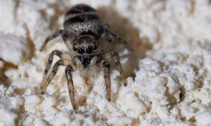 En hoppspindel med randig kropp sitter på en vit, kornig yta. Spindlar i huset bra eller dåligt? Denna lilla jägare kan vara en hjälp.
