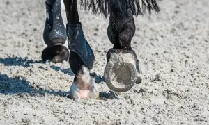 Koń w ochraniaczach na nogach, z widocznymi hacele w podkowie, stawia kroki na piaszczystym podłożu.