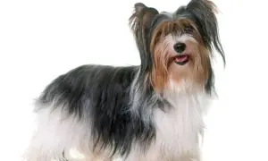 Uroczy Biewer Yorkshire Terrier, z długą, wielokolorową sierścią. Poznaj jego wady i zalety, zanim zdecydujesz się na tego pieska.