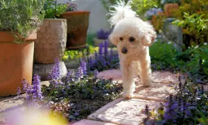 A fluffy white poodle walks on a stone path through a garden with purple flowers. Are lilacs poisonous to dogs? This garden has other plants.
