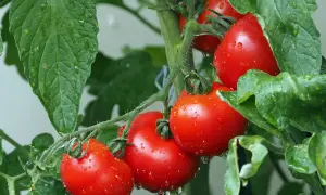 Soczyste, czerwone pomidory w szklarni, pokryte kroplami wody, wiszą na zielonej łodydze wśród liści.