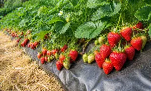 Rząd dojrzałych, czerwonych truskawek na plantacji, gotowych do zbioru. W tle zielone liście i niedojrzałe owoce. Czas, kiedy truskawki są najsmaczniejsze.