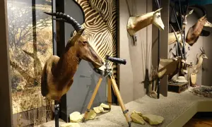 Muzeum łowiectwa i jeździectwa Warszawa - odkryj fascynujące eksponaty