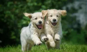 Dwa radosne szczenięta golden retriever biegające po trawie. Ich szczęśliwe mordki sugerują, że nawet podatek od psa nie zepsułby im dnia.
