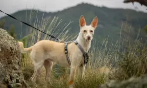 Podenco con arnés y correa en un paisaje montañoso. Aprende como educar a un podenco para disfrutar de aventuras juntos.