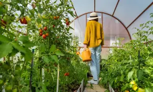 Frauen in einem Gewächshaus mit reifen Tomaten, die an einer selbstgebauten Tomatenrankhilfe wachsen.