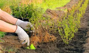 Hände mit Handschuhen pflanzen junge Büsche in die Erde. Der beste Zeitpunkt, wann Hecke pflanzen, ist jetzt, um einen grünen Zaun zu schaffen.