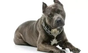 Potężny amstaff w metalowym łańcuchu, leżący na białym tle. Jego waga sugeruje siłę i atletyczną budowę.