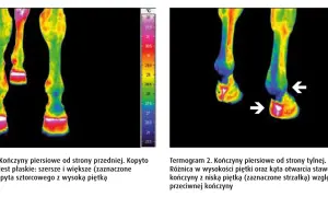 Termogramy końskich nóg. Na pierwszym widać kopyto szorstkowe z wysoką piętką. Na drugim strzałka wskazuje różnicę w piętce.