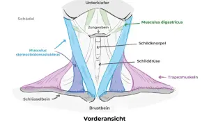 Schematische Darstellung der Anatomie des Halses mit Muskeln wie M. sternocleidomastoideus und M. digastricus, sowie Schildknorpel und Schilddrüse.