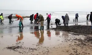 Ludzie w kaloszach przeszukują brzeg Bałtyku z siatkami, szukając bursztynu.
