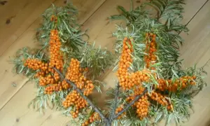 Grenar med rikligt med orange havtorn, redo att plocka.