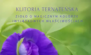 Klitoria ternateńska: zioło o magicznym kolorze. Poznaj jego wyjątkowe właściwości i klitoria ternateńska przeciwwskazania.