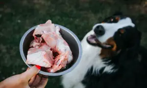 Jakie surowe mięso dla psa jest najlepsze i bezpieczne dla zdrowia?