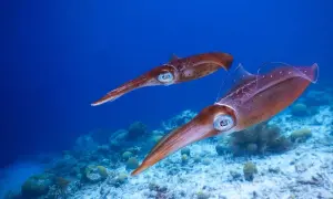 Zwei Tintenfische schwimmen über Korallen. Ein spannendes Erlebnis beim Tintenfisch angeln.
