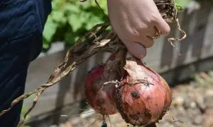 Hand holding freshly harvested red zwiebeln, still with dirt and roots attached.