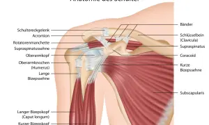 Schulter muskeln anatomie: detaillierte Darstellung von Schultergelenk, Rotatorenmanschette, Bizepssehne und anderen Strukturen.