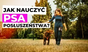 Tresura psa: Jak nauczyć posłuszeństwa? Odkryj sekrety!