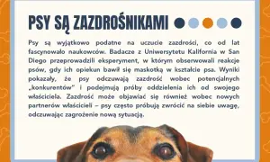 Psy są zazdrośnikami! Dowiedz się więcej o psich emocjach w naszym quizie o psach. Ciekawostki o czworonogach.