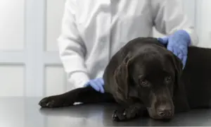 Weterynarz bada psa z podejrzeniem kardiomiopatii. Pies leży na stole, weterynarz w rękawiczkach dotyka jego grzbietu.