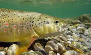 Bachforelle mit roten und schwarzen Punkten im klaren Wasser, bereit für die **Laichzeit Bachforelle**.