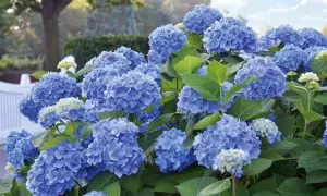 Blaue Hortensien in voller Blüte, ein Zeichen für gute Hortensien Pflege. Üppige Blütenbälle vor einem weißen Zaun und grünen Bäumen.
