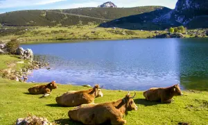 Vacas pastando junto a un lago azul en los Picos de Europa. Averiguar cuanto cuesta subir a los Lagos de Covadonga es fácil, ¡pero la vista es gratis!