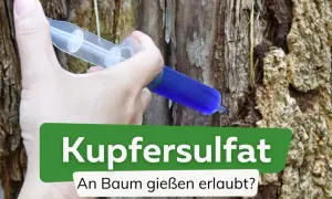 Eine Spritze mit blauer Flüssigkeit wird in einen Baumstamm injiziert. Die Anwendung von Kupfersulfat im Garten kann bei bestimmten Problemen helfen.