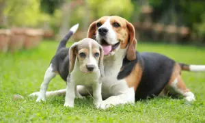 Uroczy szczeniak beagle obok dorosłego psa. To idealny moment, kiedy szczeniak może mieć kontakt z innymi psami, ucząc się socjalizacji.
