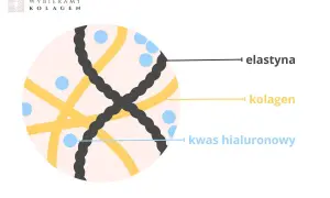 Schemat przedstawia włókna elastyny, kolagenu i kwasu hialuronowego. Elastyna nadaje skórze sprężystość.