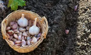 Koszyk z ząbkami czosnku czeka na posadzenie. Ziemia jest gotowa, by rozpocząć sadzenie czosnku.