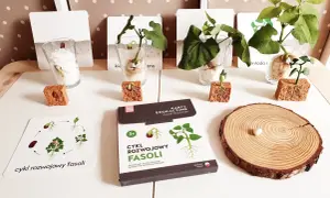 Eksperyment z fasolą: Jak zrobić i odkryć życie roślin krok po kroku