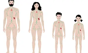 Schema des menschlichen Lymphsystems, das die Lymphdrainage Richtung von Kopf bis Fuß zeigt.