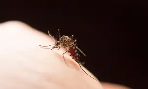 Komar na skórze, czy w Chorwacji są komary? Tak, ten owad może być uciążliwy nad Adriatykiem.