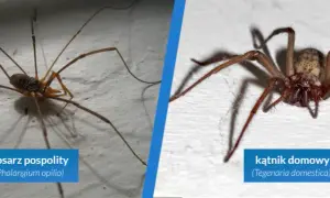 Jak pozbyć się pająków z tarasu? Skuteczne i bezpieczne metody!