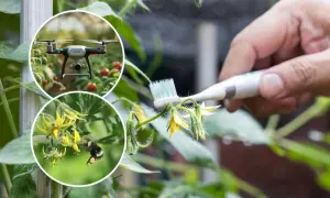 Ręczny zapylacz do pomidorów - szczoteczka delikatnie dotyka kwiatów. W tle dron i pszczoła, alternatywne metody zapylania.