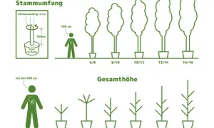 Illustrationen zeigen das Wachstum von Hainbuchen. Die Gesamthöhe variiert, und der Stammumfang wird in cm angegeben.