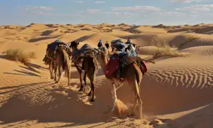 Caravane de chameaux traversant les dunes de sable en Tunisie. Une expérience inoubliable pour savoir que faire en Tunisie.