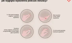 Koniec owulacji: Jak rozpoznać fazę lutealną po sygnałach ciała?