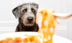 A scruffy dog with amber eyes looks longingly at a forkful of pasta.