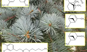 Struktury chemiczne odpowiedzialne za zapach igliwia.