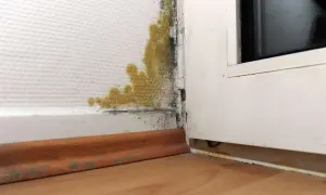 Gelber und schwarzer Schimmel unten an der Wand, nahe dem Fensterrahmen. Feuchtigkeitsproblem sichtbar.