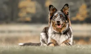 Ein wunderschöner Australian Shepherd Samojede Mix liegt entspannt im Gras. Sein Fell ist mehrfarbig, mit braunen, schwarzen und weißen Flecken.