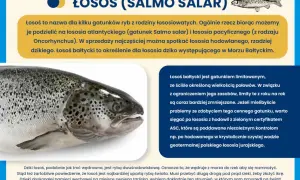 Łosoś bałtycki, cenny gatunek ryb, wędruje z morza do rzek. Dzikie ryby są coraz rzadsze, warto wybierać hodowlane z certyfikatem.
