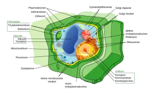 Detailansicht einer pflanzlichen Zelle mit Chloroplasten, Vakuole und Zellkern.