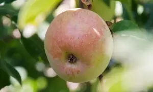Jabłoń Ananas Berżenicki dojrzewa na gałęzi, jej rumiana skórka obiecuje słodki smak.